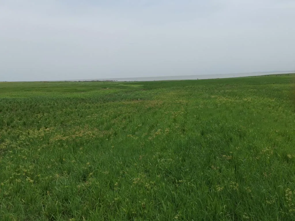 Green farmland